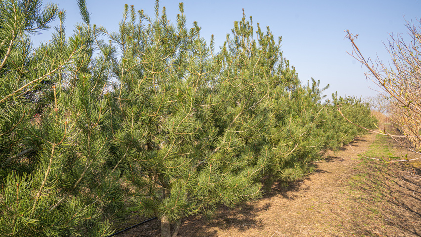 Pinus bungeana Многоствольные деревья