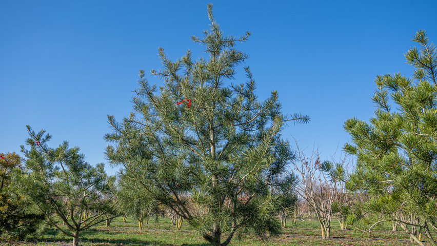 Pinus bungeana Многоствольные деревья