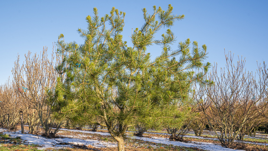 Pinus bungeana Многоствольные деревья