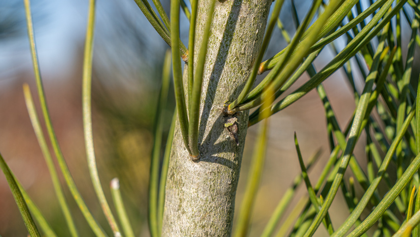 Pinus bungeana ветви
