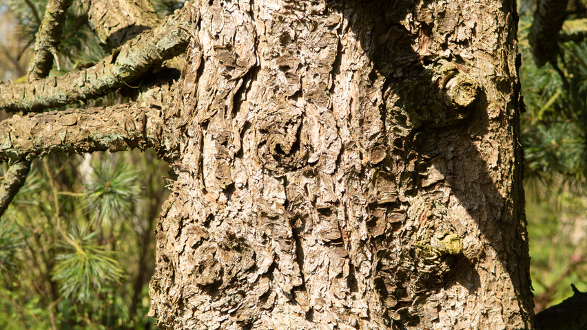 Pinus cembra kora