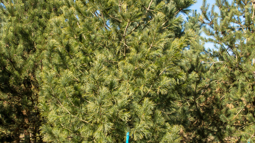 Pinus cembra pokrój naturalny