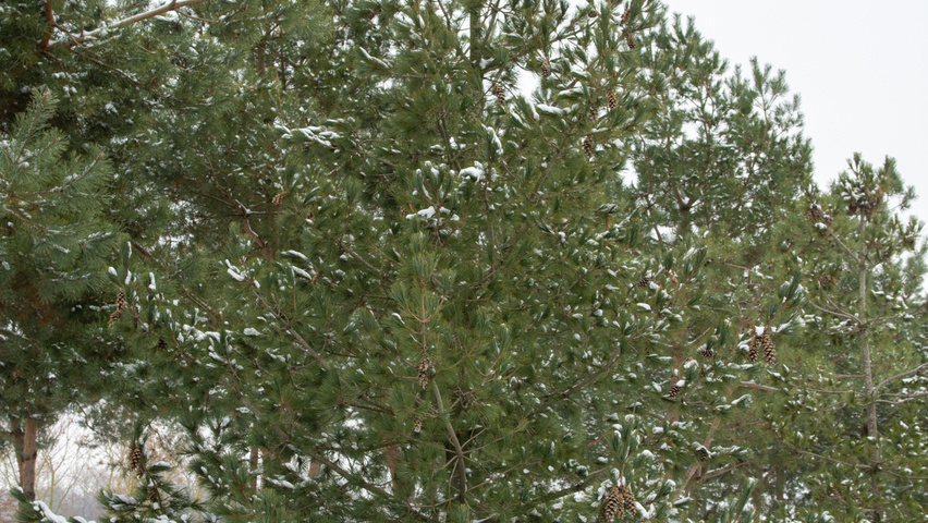 Pinus cembra pokrój naturalny