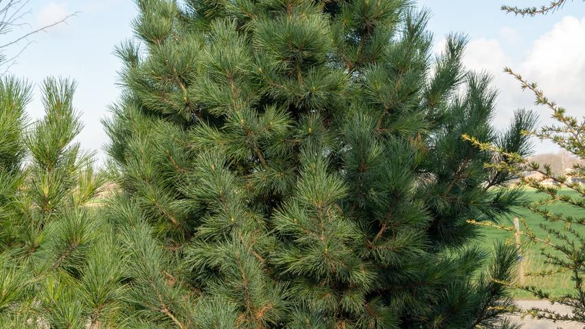 Pinus cembra pokrój naturalny