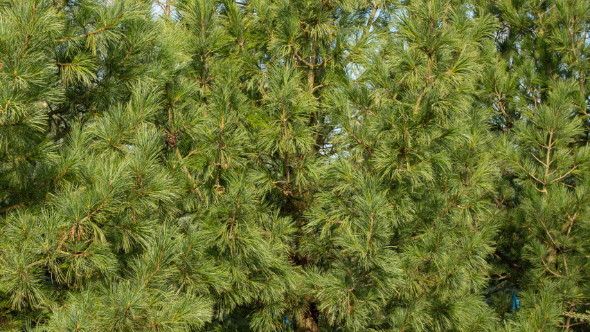 Pinus cembra pokrój naturalny