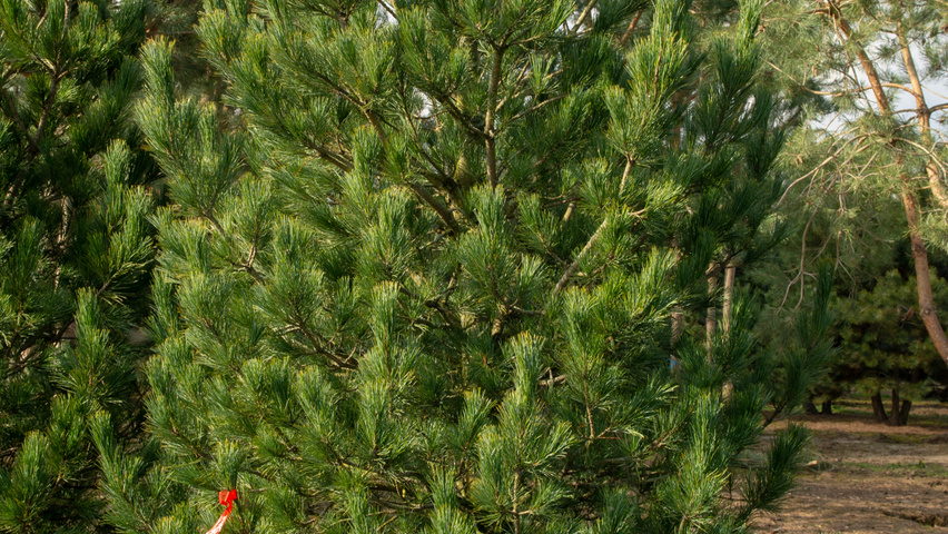 Pinus cembra pokrój naturalny
