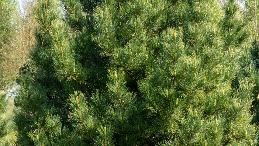 Pinus cembra pokrój naturalny