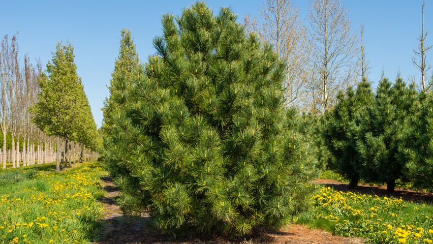 Pinus cembra pokrój naturalny