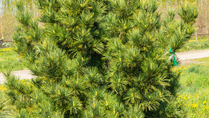 Pinus cembra pokrój naturalny