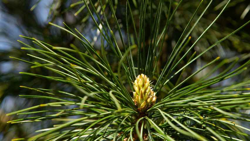 Pinus cembra kwiaty
