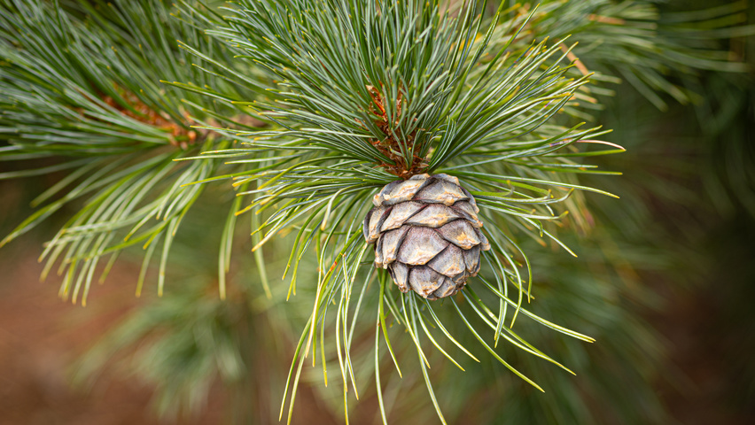 Pinus cembra owoce