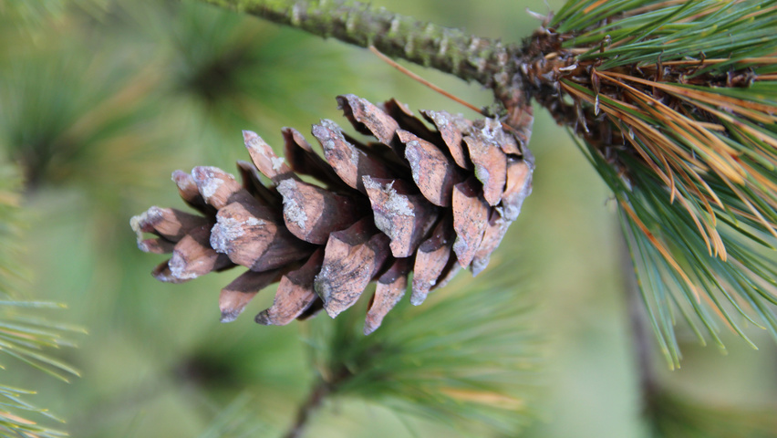 Pinus cembra owoce