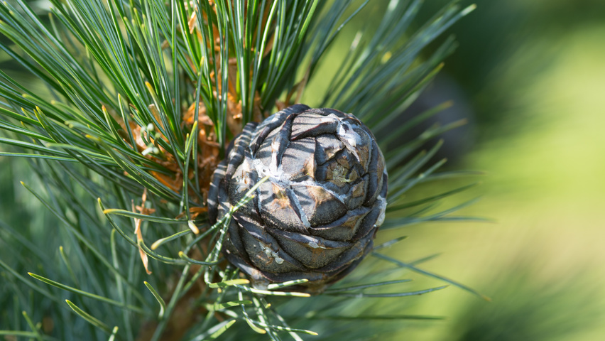 Pinus cembra owoce