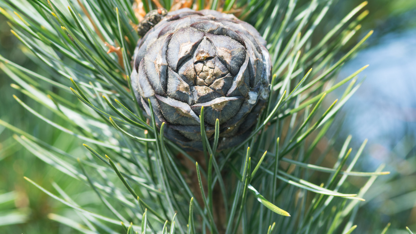 Pinus cembra owoce