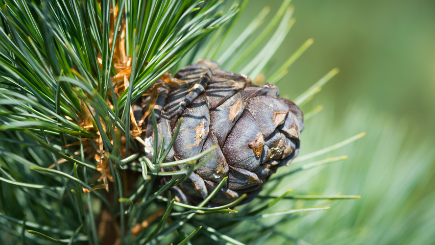 Pinus cembra owoce