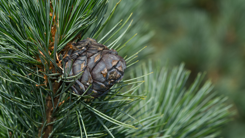 Pinus cembra owoce