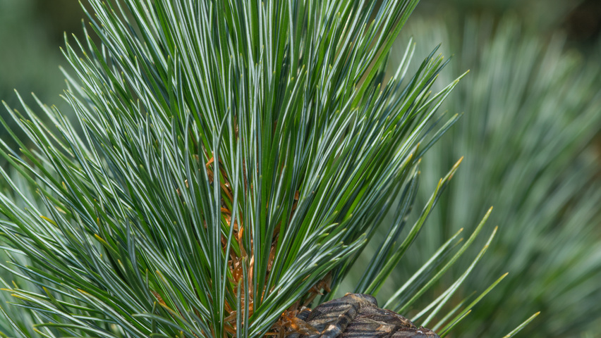 Pinus cembra owoce
