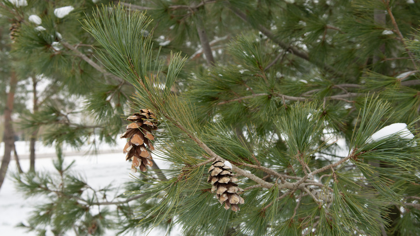 Pinus cembra owoce