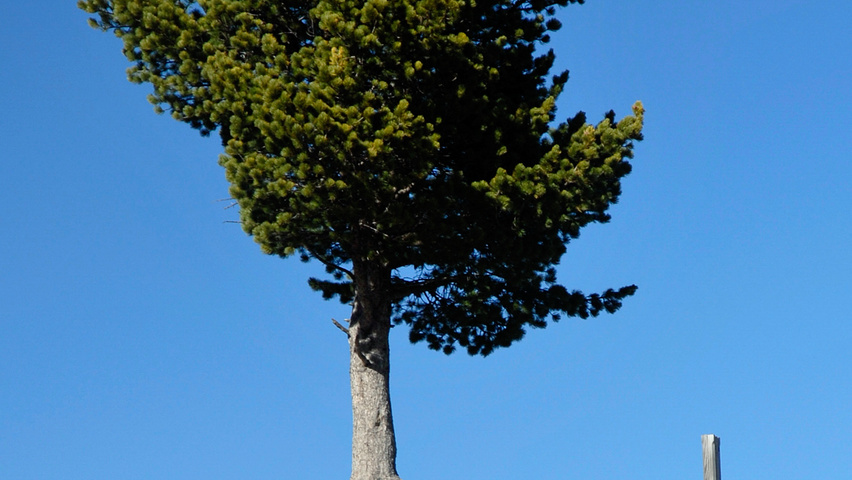 Pinus cembra pienne