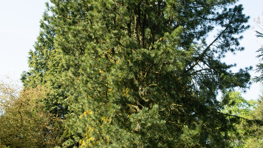 Pinus cembra pienne