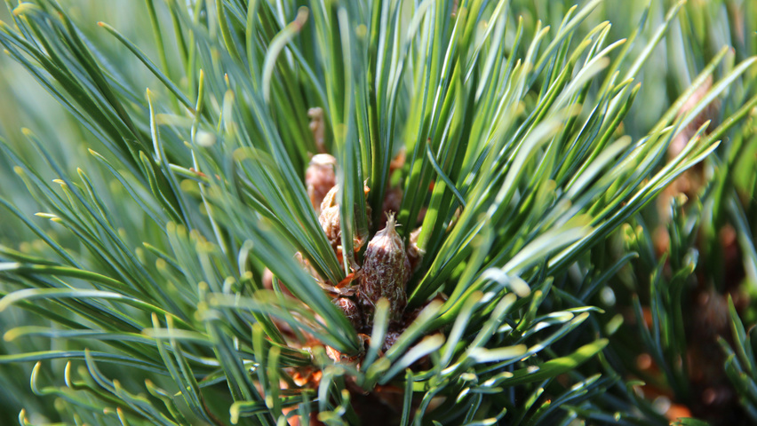 Pinus cembra liście