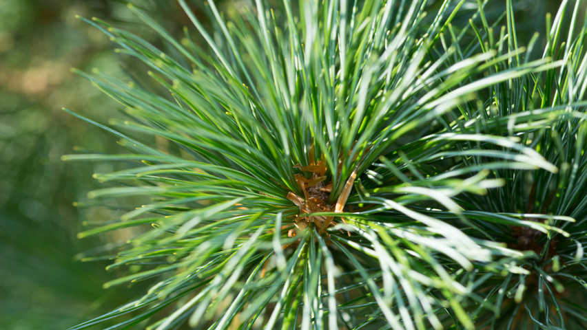 Pinus cembra liście
