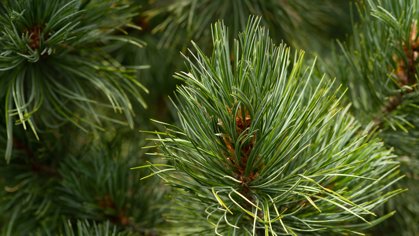 Pinus cembra liście