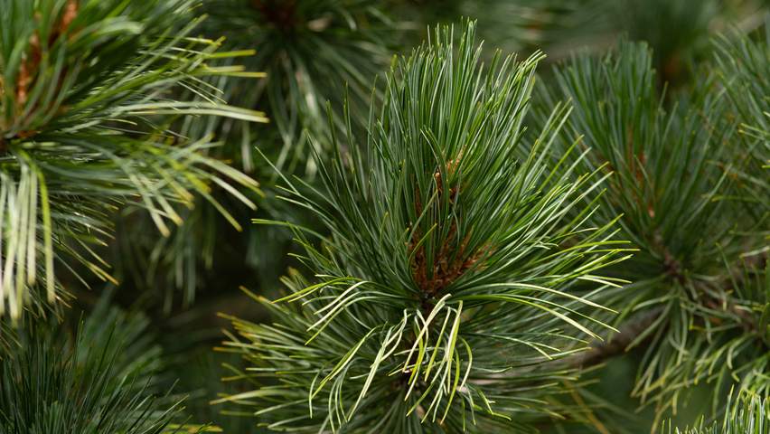 Pinus cembra liście