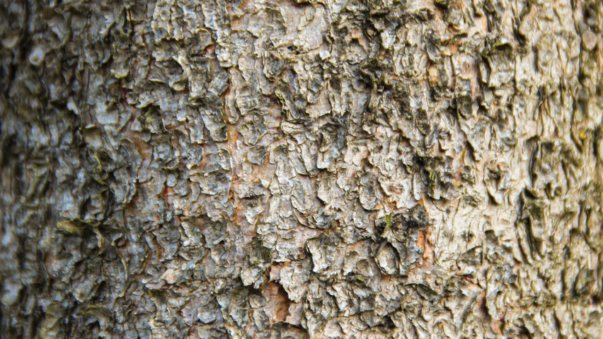Pinus contorta bark