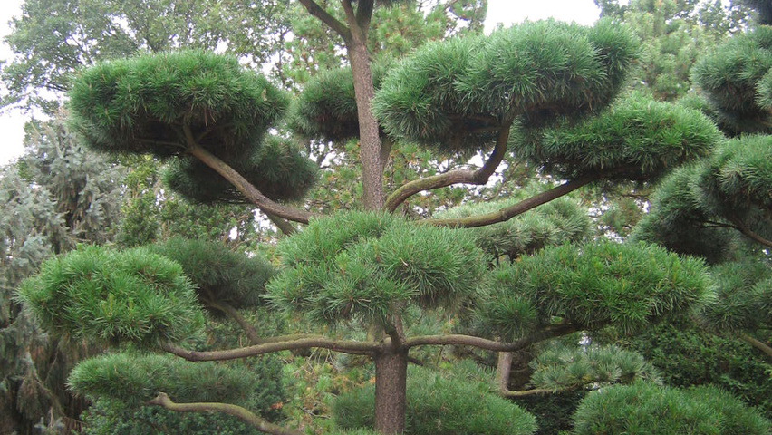 Pinus contorta bonsai