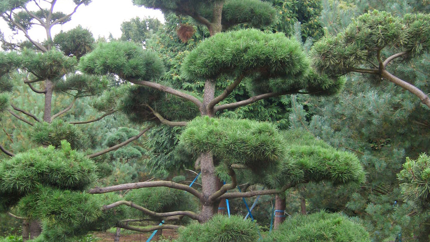 Pinus contorta bonsai