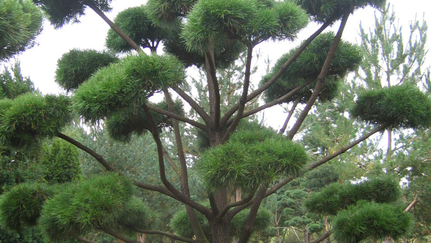 Pinus contorta bonsai