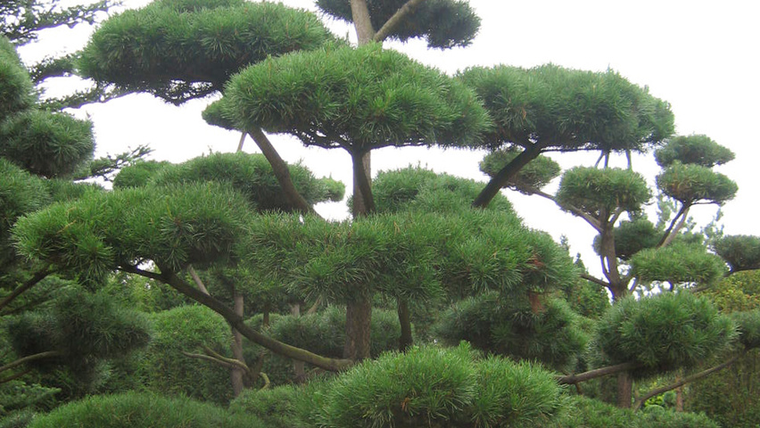 Pinus contorta bonsai