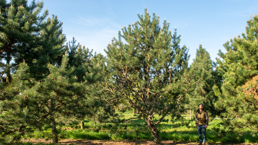 Pinus contorta characteristic