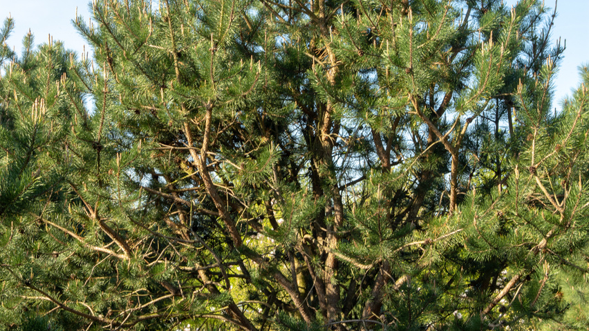 Pinus contorta characteristic