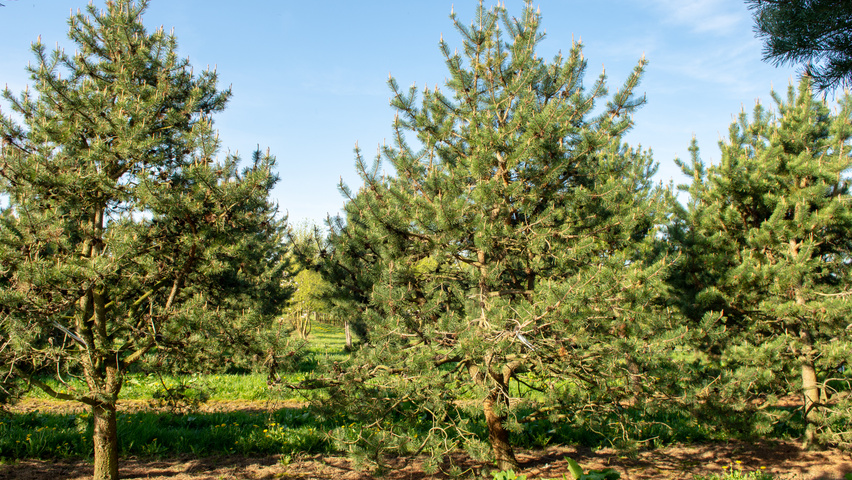 Pinus contorta characteristic