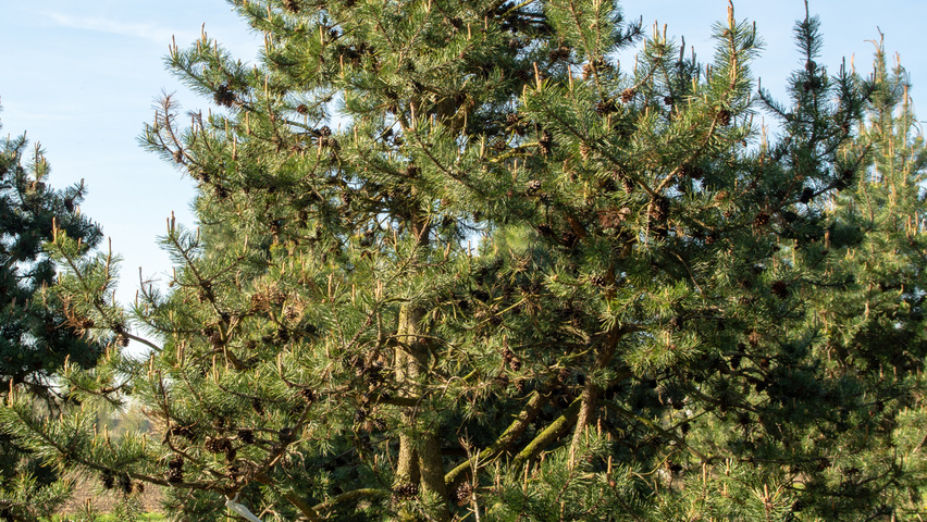 Pinus contorta characteristic
