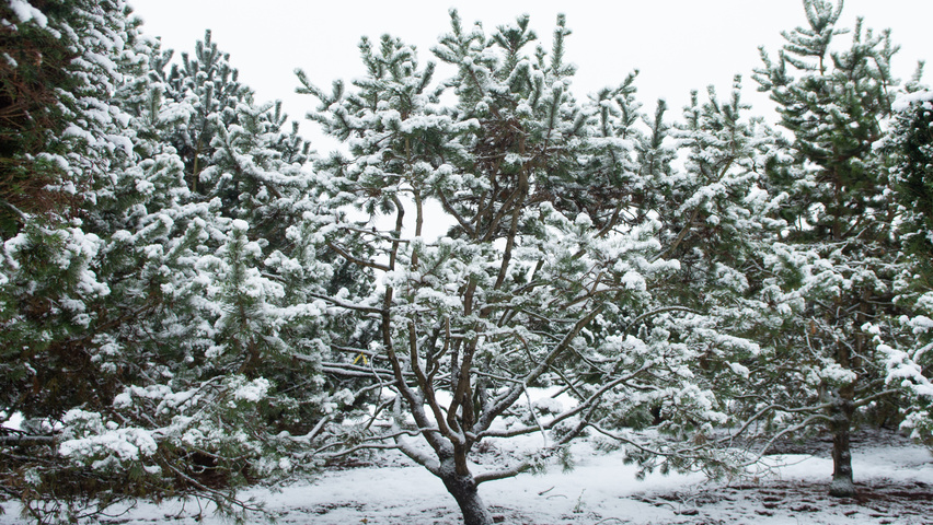 Pinus contorta characteristic