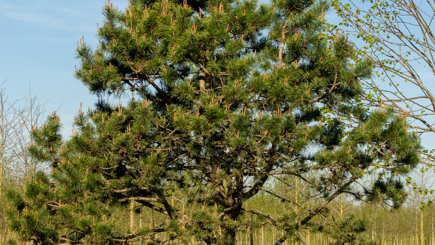 Pinus contorta characteristic