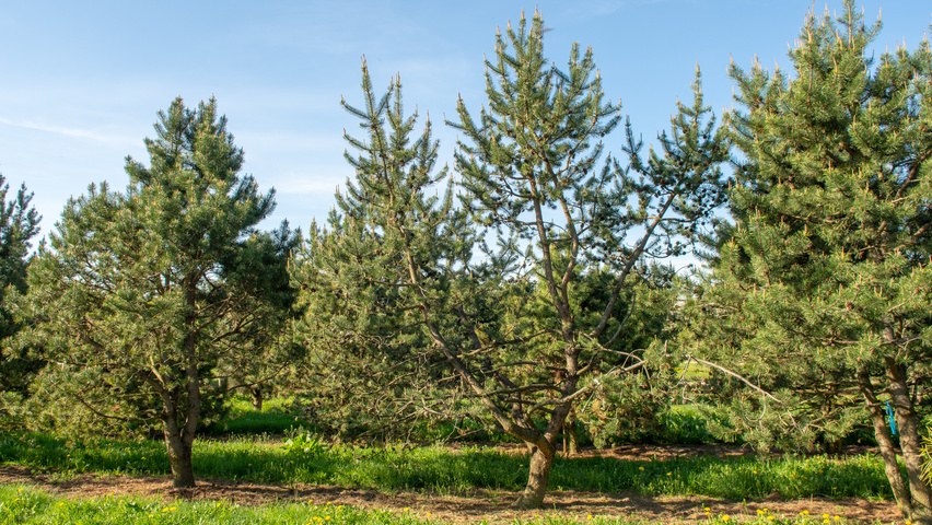 Pinus contorta characteristic