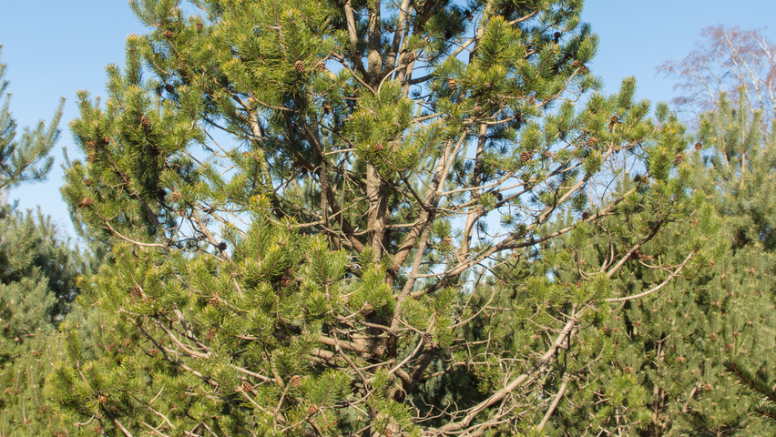 Pinus contorta feathered