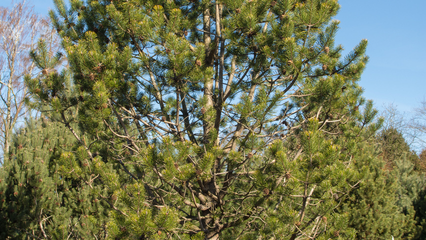 Pinus contorta feathered