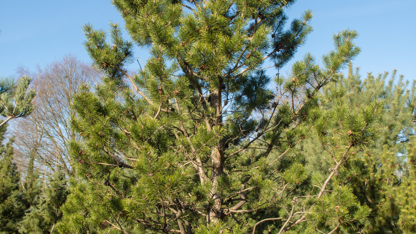 Pinus contorta feathered