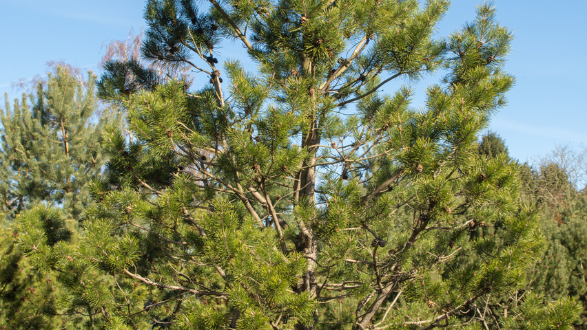 Pinus contorta feathered