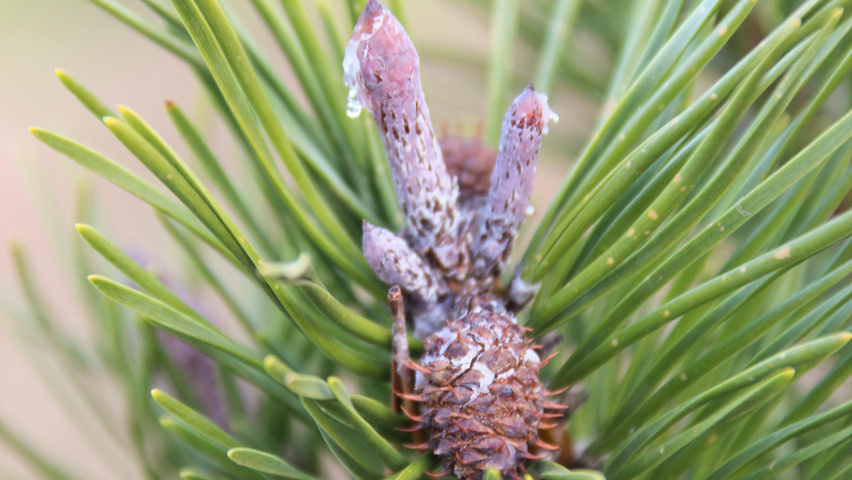 Pinus contorta flowers