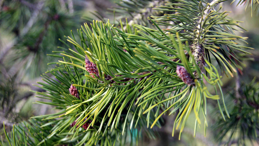 Pinus contorta flowers