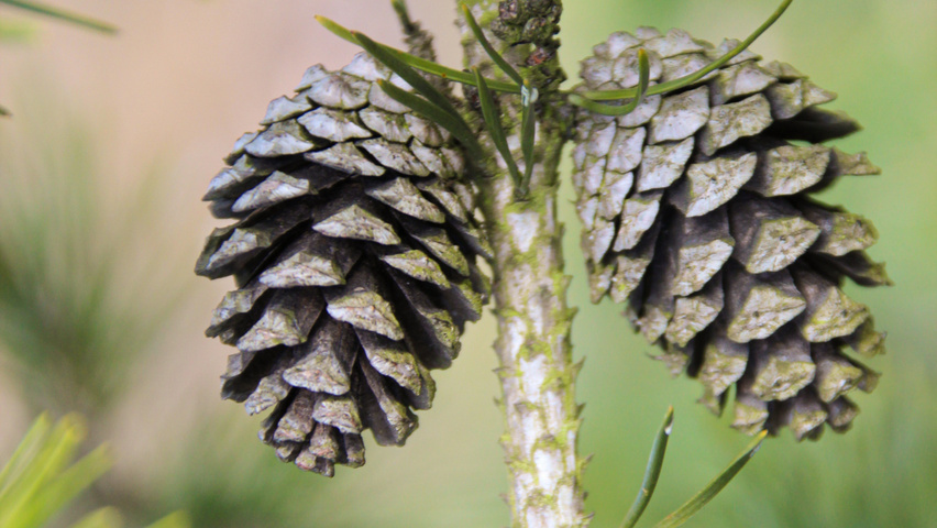 Pinus contorta fruits