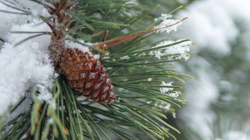 Pinus contorta fruits