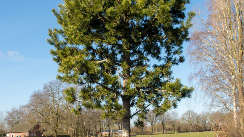 Pinus contorta standard tree