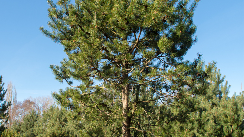 Pinus contorta standard tree